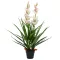 Zöld, cserepes műcsónakorchidea 100 cm