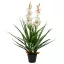 Zöld, cserepes műcsónakorchidea 100 cm