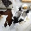 Fekete és fehér valódi marhabőr szőnyeg 180 x 220 cm